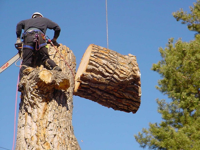 Tree Care Solutions